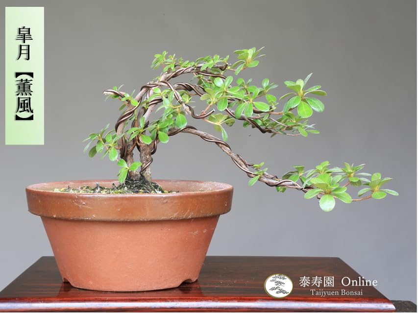 PALです。小品盆栽　赤花サッコウフジ　苔付　鉢付 PAL様専用です。小品盆栽 赤花サッコウフジ 苔付 鉢付 - メルカリ